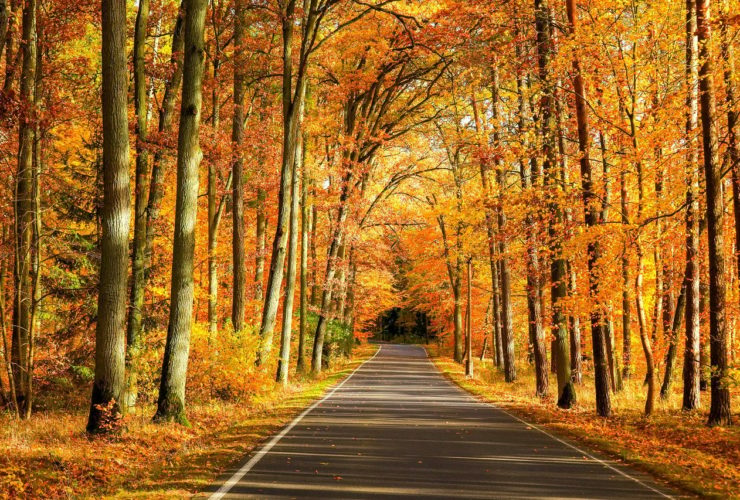 autumn road