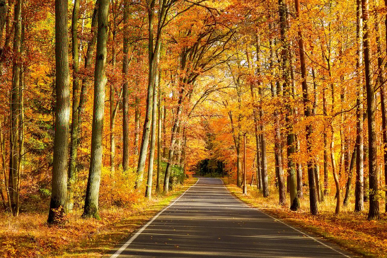 autumn road
